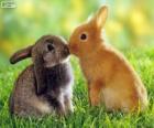 Две красивые кролики лицом к лицу